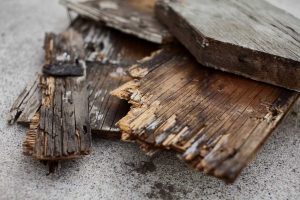Dry rot